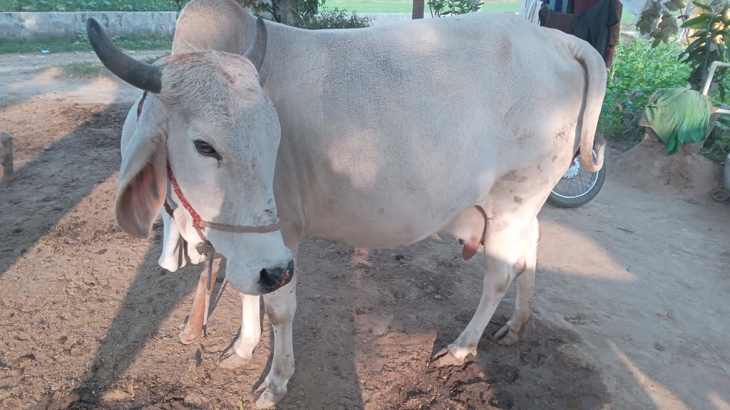 Cow Breeding